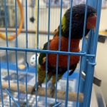Pet Clinic Dr-Vishawanth jadav