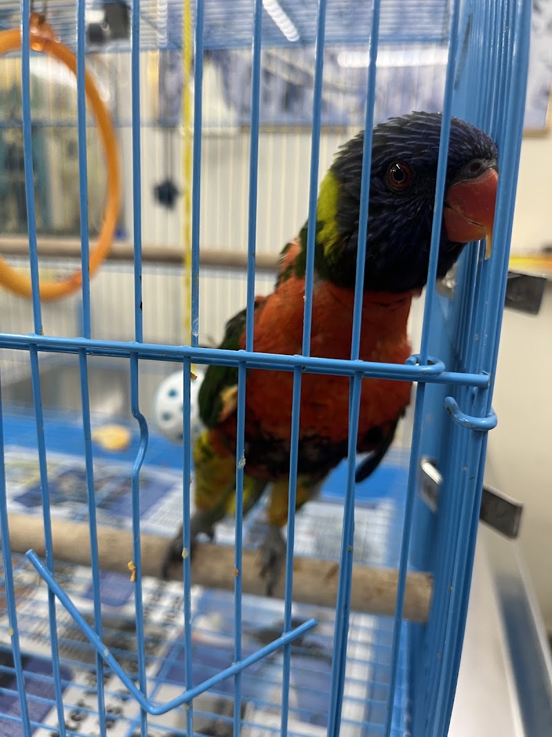 Pet Clinic Dr-Vishawanth jadav