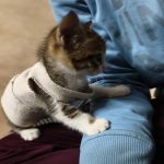 Animal Hospital