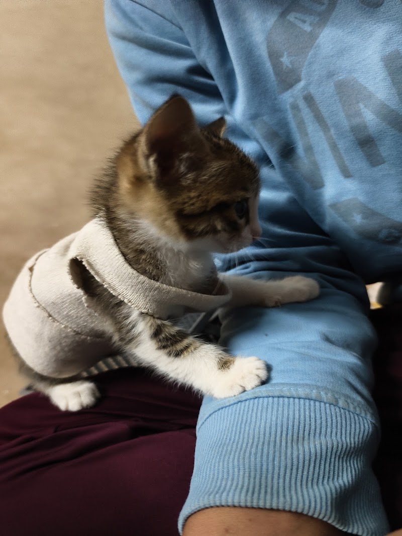 Animal Hospital