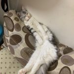 Risho’s Bow Bow and Meow – Pet Clinic & Grooming