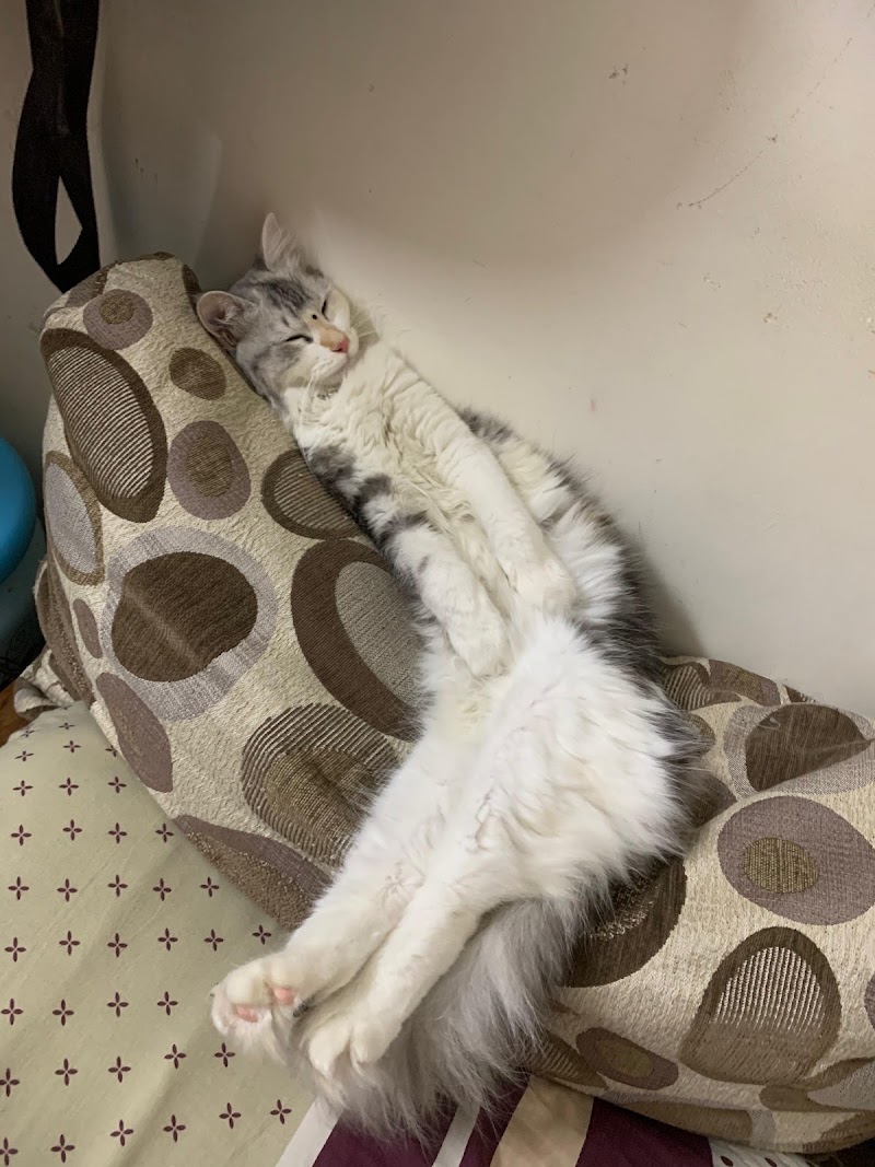 Risho’s Bow Bow and Meow – Pet Clinic & Grooming