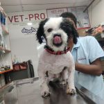 Dr Gyan Pet Clinic & Surgery Centre