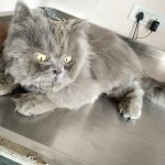Vet Plus Veterinary Clinic