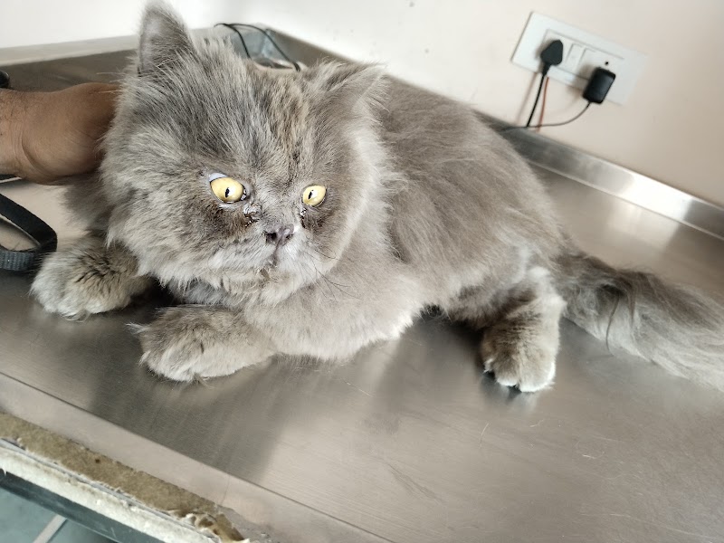 Vet Plus Veterinary Clinic