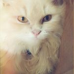 PetZone Churchgate