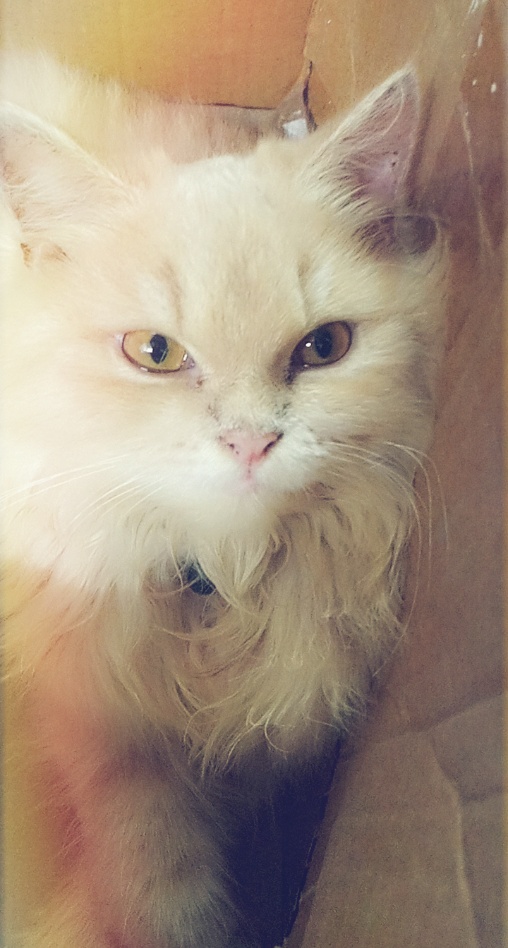 PetZone Churchgate