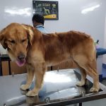 Westend Speciality Petcare and Nursing center