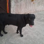 Animal Rain Bashera