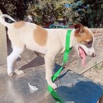 Veterinary Hospital, Loni, Ghaziabad