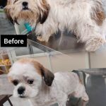 S M Pet Clinic