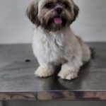 Pet Vet Care India | Delhi’s Best Veterinary Doctor Jitender Jagpal