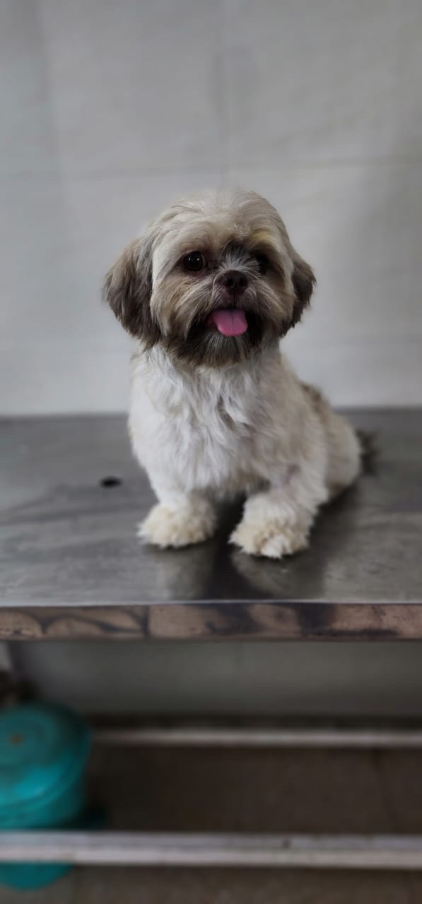 Pet Vet Care India | Delhi’s Best Veterinary Doctor Jitender Jagpal