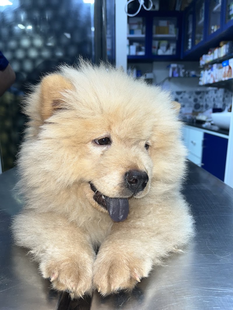 Jijai animal clinic and Surgical Centre LLP