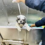 Vets & Pets Veterinary Clinic
