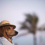 Vet4Pets Pet Clinic Bangalore