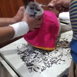 Dr.pankaj Bhardwaj ‘S ” Pet Clinic”