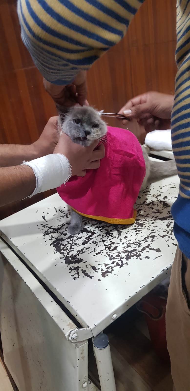 Dr.pankaj Bhardwaj ‘S ” Pet Clinic”
