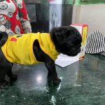 PETSMATE