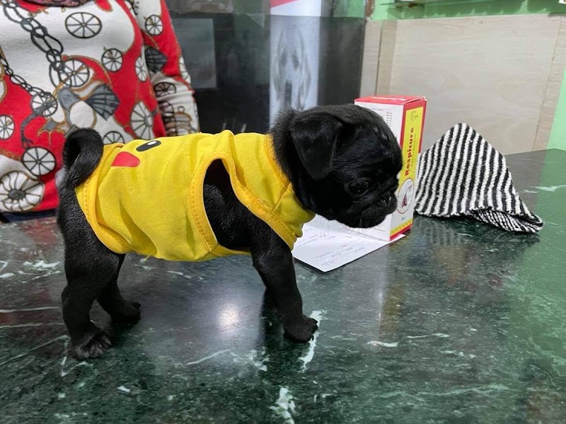 PETSMATE