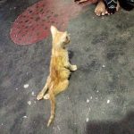 Animal Clinic 24 Hours