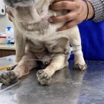 Metro Pet Hospital