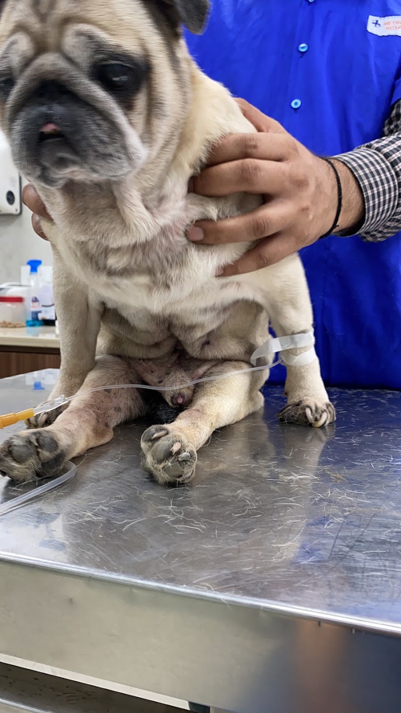 Metro Pet Hospital