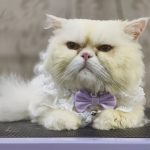 Premium Pets Clinic & Pets Grooming Salon Manpada Road