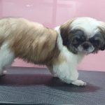Dr.Salvi’s Pet Care Clinic
