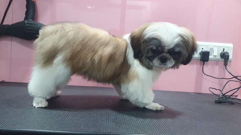 Dr.Salvi’s Pet Care Clinic