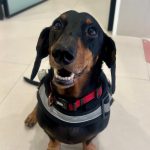 Van the Vet