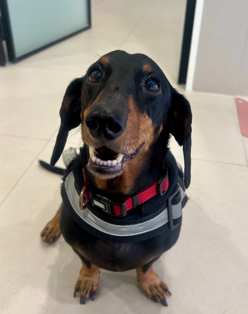 Van the Vet