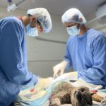 Healthy Pawz Pets Veterinary Hospital 24/7