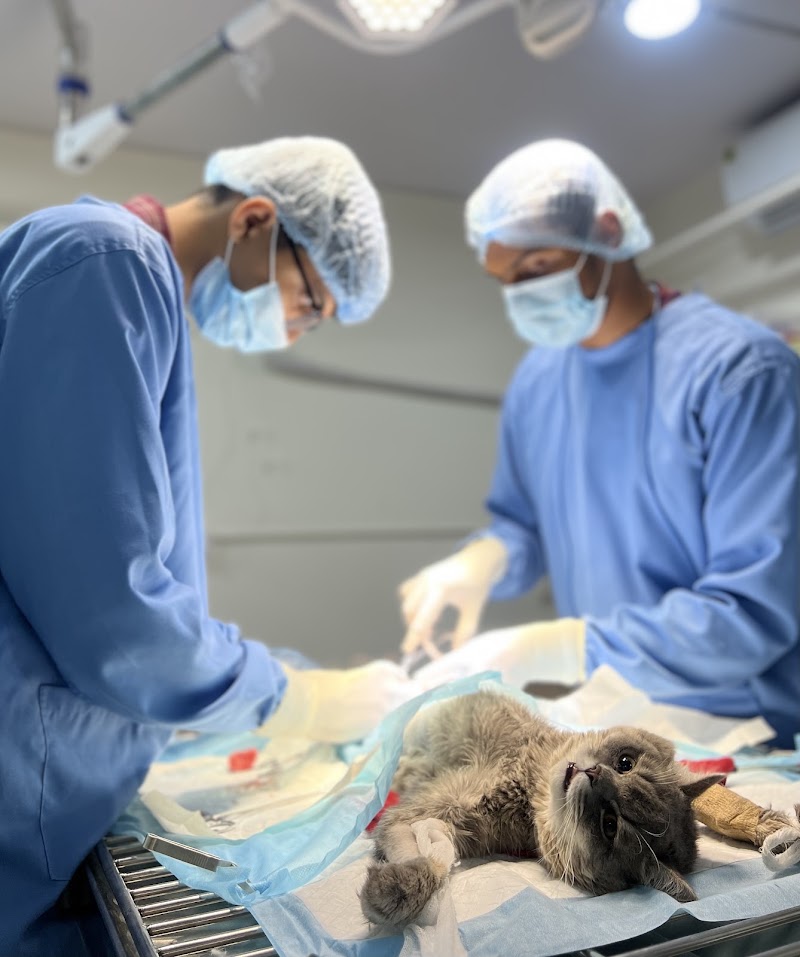 Healthy Pawz Pets Veterinary Hospital 24/7