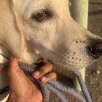 SuperVets Clinics & Diagnostics