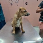 Curio Pets Clinic