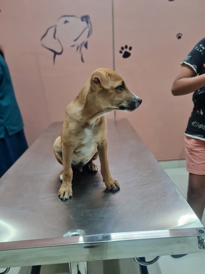 Curio Pets Clinic