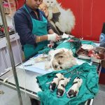 Radha Pet Care & Surgery Center