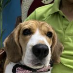 STAR VET MULTISPECIALITY PET HEALTHCARE
