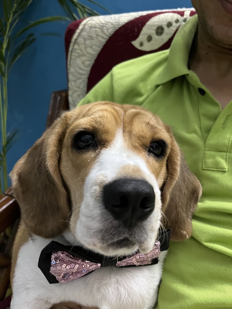 STAR VET MULTISPECIALITY PET HEALTHCARE