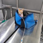 New Life Pet Care Center