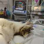 Bay Vets Veterinary Centre