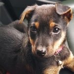 Trupthi Veterinary Clinic and Pet Products