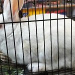 PET VET CLINIC