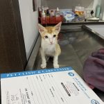 Dr ANOOP’S PET CLINIC & CARE CENTER|PET CLINIC|VETERINARY DOCTOR|PET VACCINATION|