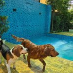 Satcura Pet Service