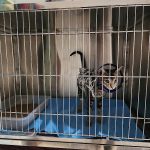 Blue Cross Vets Clinic- Pet X-Ray | Pets Blood Check | Animal Ultrasonography Navi Mumbai Kharghar