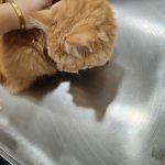 Doodles Pet Care – Veterinary clinic