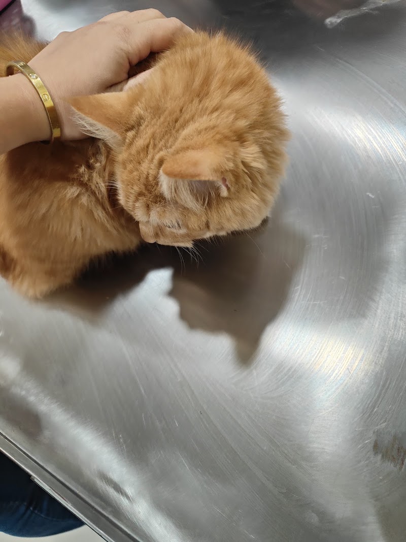 Doodles Pet Care – Veterinary clinic