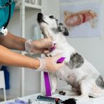 Uptown Vets Multispeciality Pet Clinic in Parel